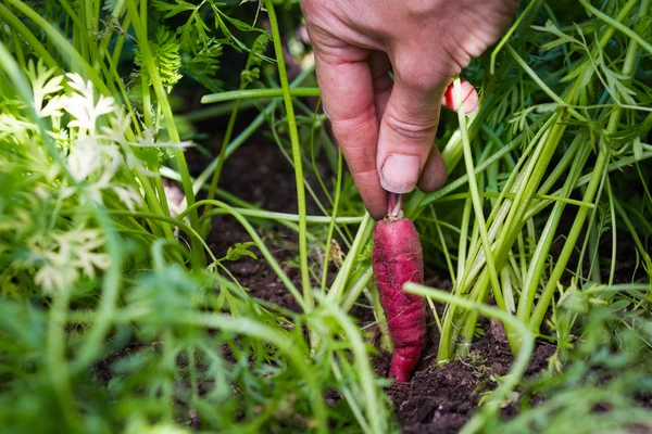 Cosechar zanahorias — Foto de Stock