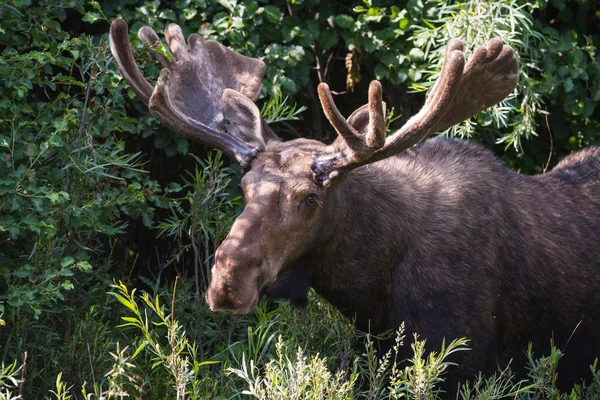 Male moose — Stock Photo, Image