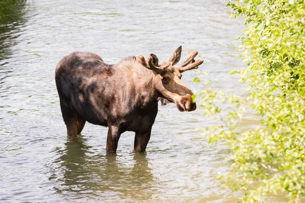 Young male moose — Stock Photo, Image