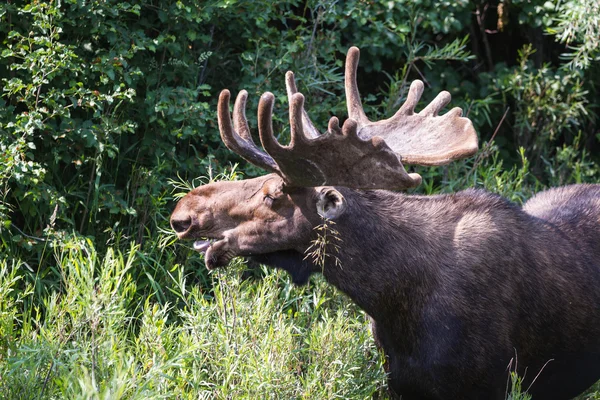 Male moose — Stock Photo, Image