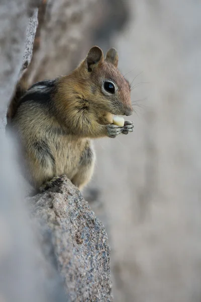 Streifenhörnchen aus nächster Nähe — Stockfoto