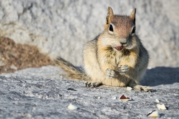 Chipmunk fermer — Photo