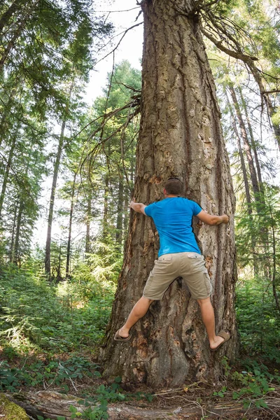 Tree hugger — Stock Photo, Image