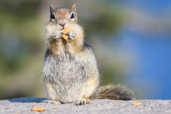 Chipmunk with a cracker — Stock Photo, Image