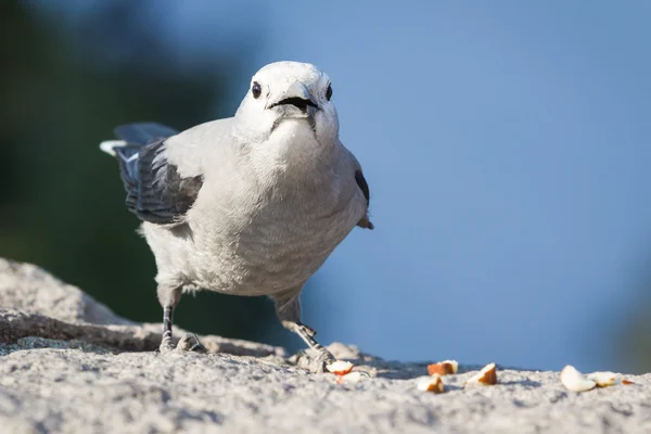 Clark's Nutcracker Nucifraga columbiana — Stock Photo, Image