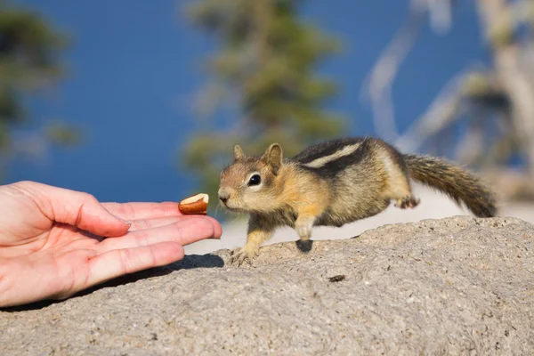 Ręka karmienie wiewiórki — Zdjęcie stockowe