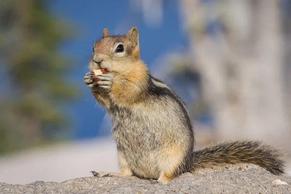 Chipmunk makan — Stok Foto