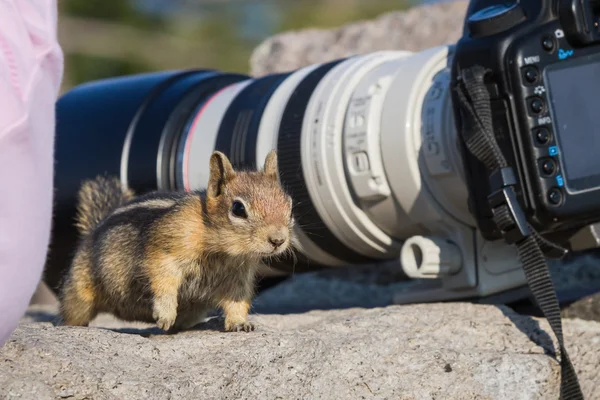 curious chipmunk