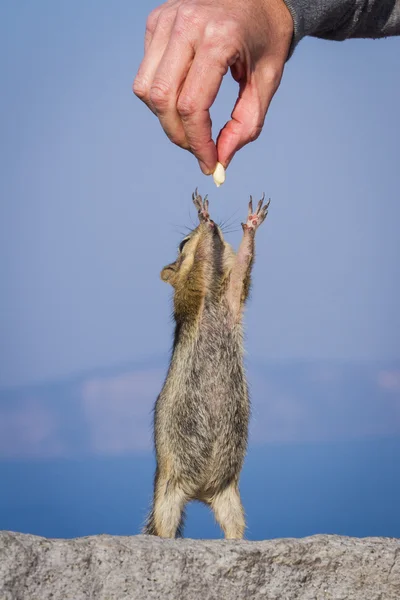 Mano che alimenta uno scoiattolo — Foto Stock