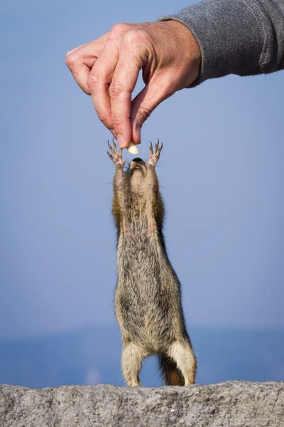 Mano che alimenta uno scoiattolo — Foto Stock