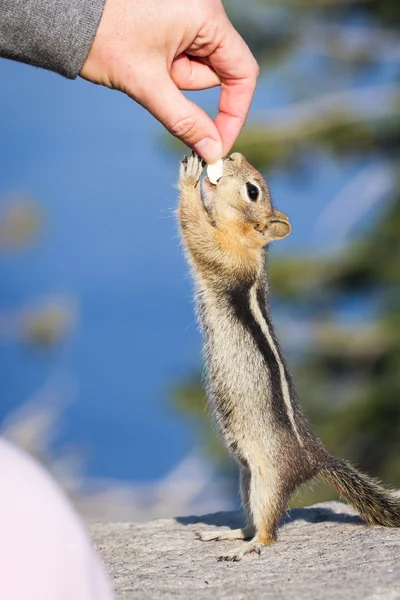 Mano alimentando a una ardilla — Foto de Stock