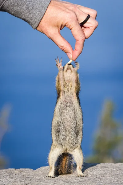 Mano che alimenta uno scoiattolo — Foto Stock