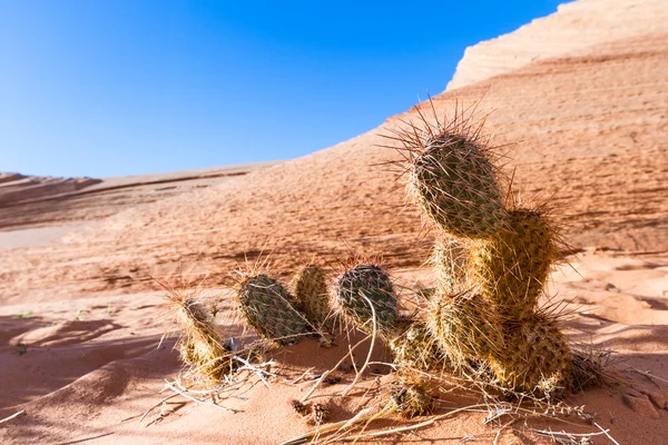 Desierto de arenisca —  Fotos de Stock