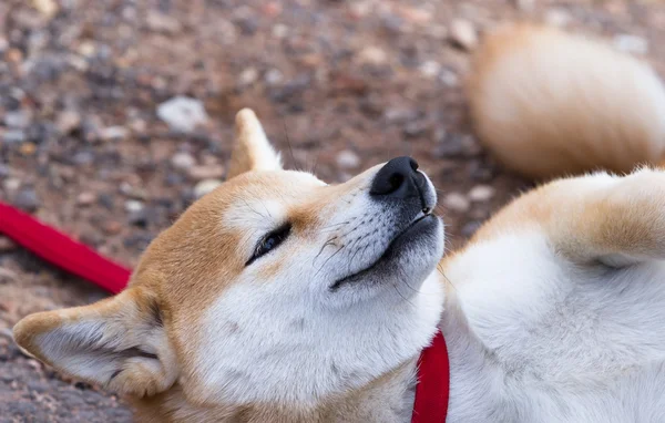 シリングのかわいい子犬 — ストック写真