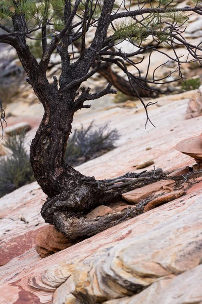 Persistent boom — Stockfoto