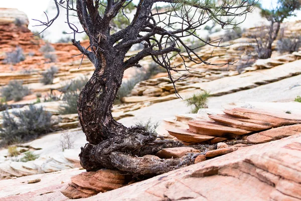 Persistent tree — Stock Photo, Image