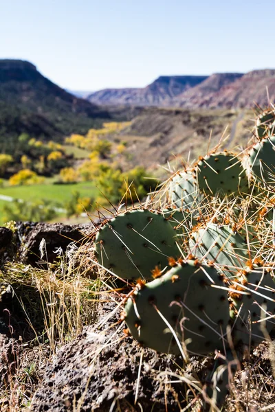 Autunno nel sud dello Utah — Foto Stock