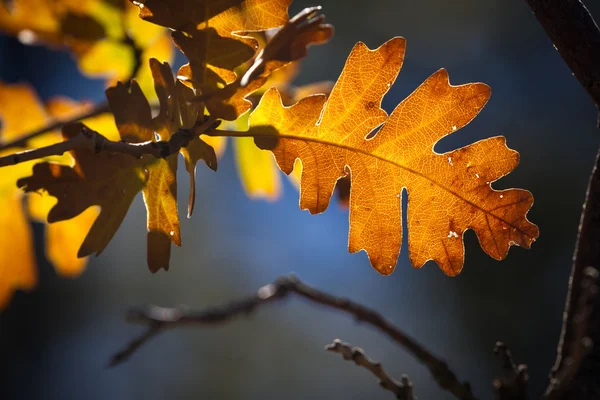 紅葉 — ストック写真