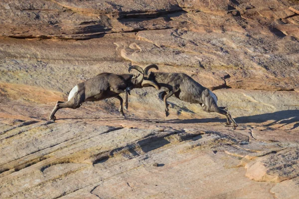 Große Hornschafe — Stockfoto