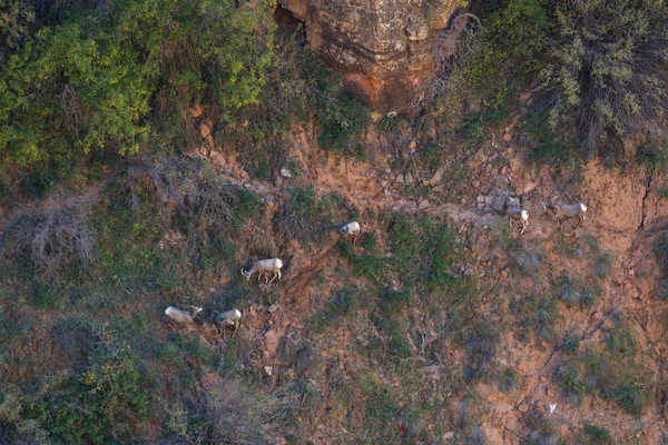 Fauna selvatica a Zion NP — Foto Stock