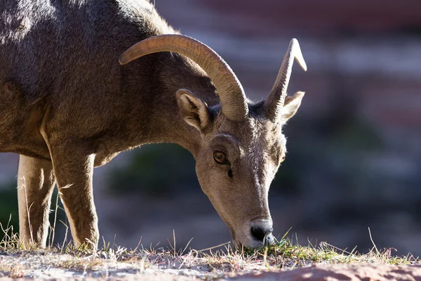 Big horn sheep — Stock Photo, Image