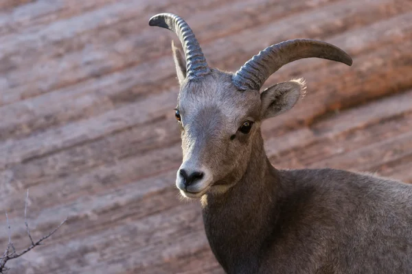 Big horn sheep — Stock Photo, Image