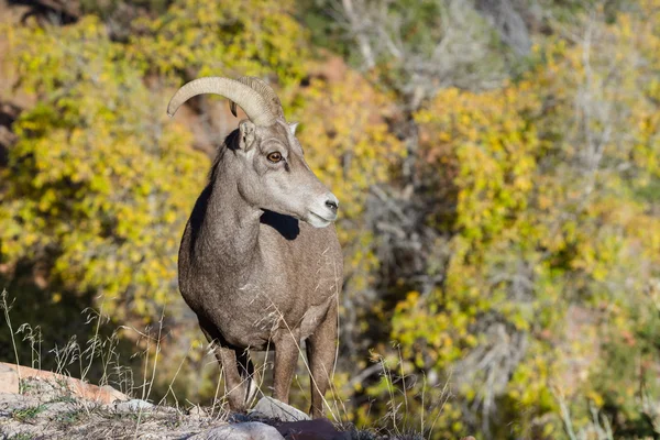 Big horn owiec — Zdjęcie stockowe