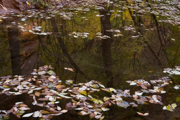 池に紅葉 — ストック写真