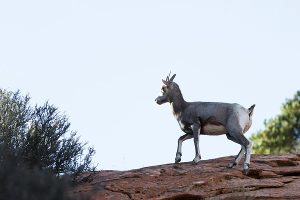 Młody Bighorn sheep — Zdjęcie stockowe