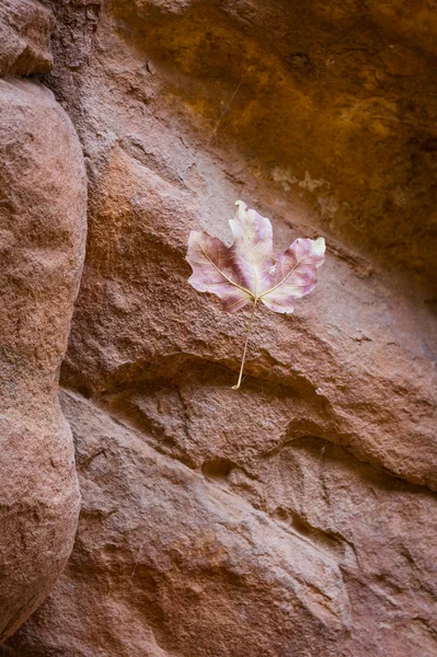 Autumn leaf — Stock Photo, Image