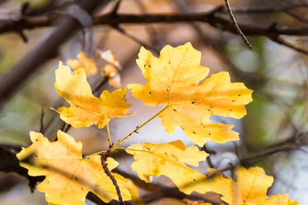 Cores de outono — Fotografia de Stock