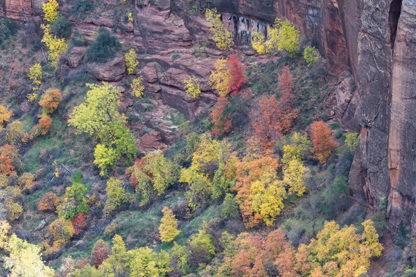 Podzim v Zion Np — Stock fotografie