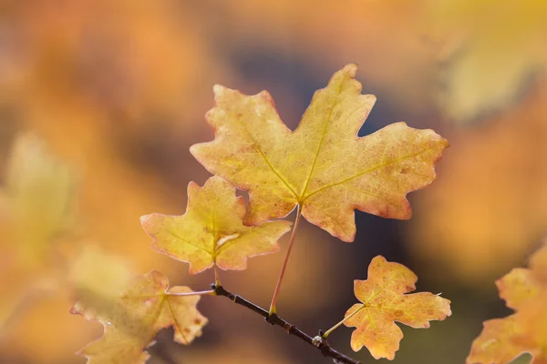 Herfst kleuren — Stockfoto