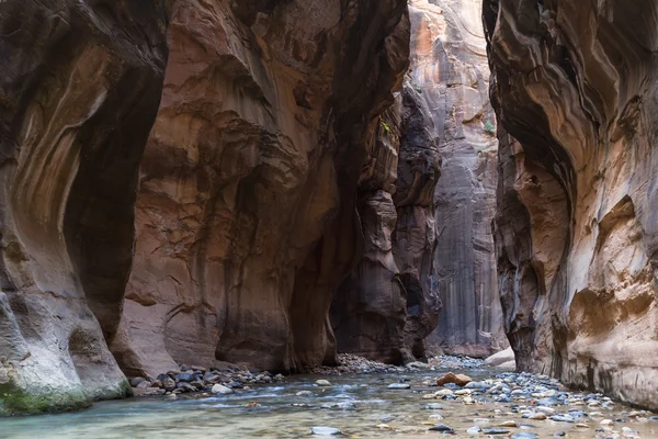 Zužuje v Zion Np — Stock fotografie