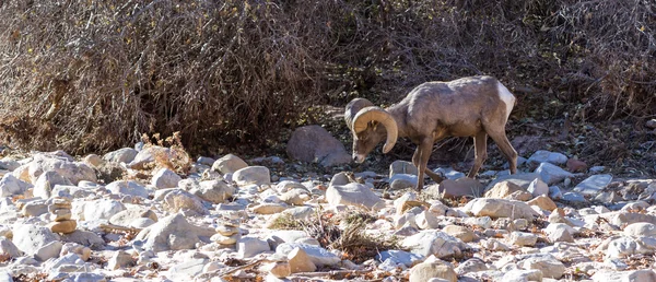 Ovce tlustorohá - Ovis Canadensis — Stock fotografie