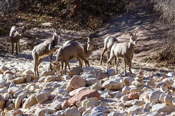 Bighorn sheep - Ovis Canadensis — Stock Photo, Image