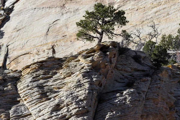 Bighorn sheep - Ovis Canadensis — Stock Photo, Image