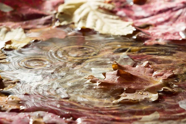 Herbstblätter im Wasser — Stockfoto