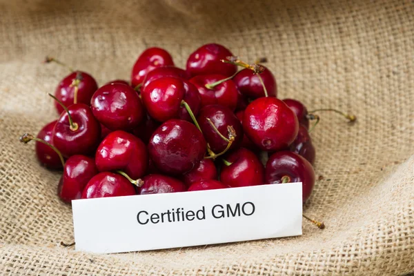 GMO cherries — Stock Photo, Image