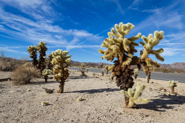 Joshua Tree Np — Stockfoto