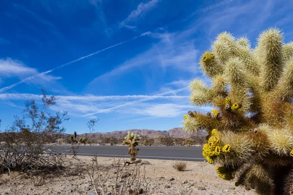 Joshua Tree Np — Stockfoto