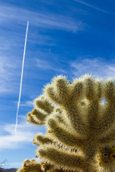 Joshua Tree Np —  Fotos de Stock