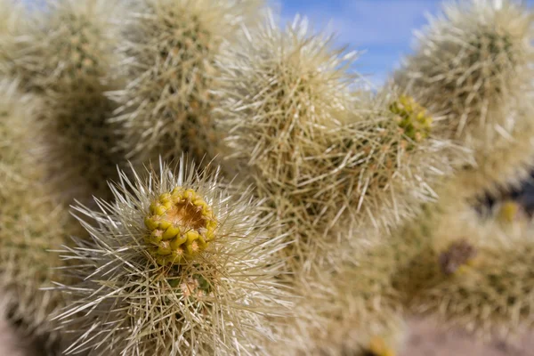 Kaktusy Cholla — Stock fotografie