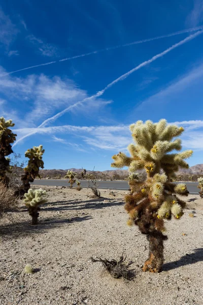 Joshua Tree NP — Stock Photo, Image