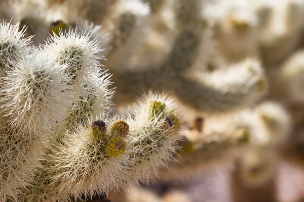 Kaktusy Cholla — Stock fotografie