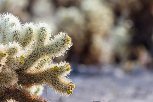 Cholla kaktüs — Stok fotoğraf