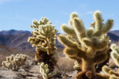 Cholla kaktüs 