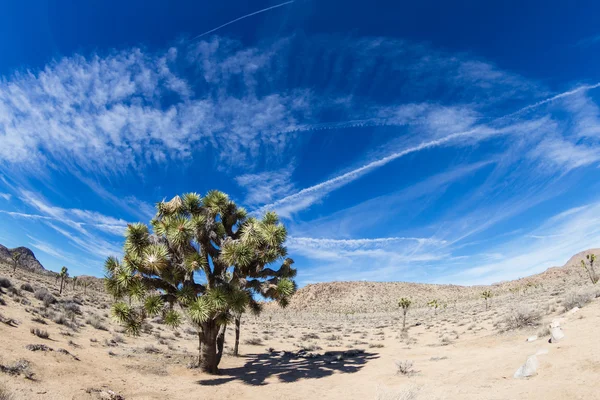 Joshua Tree NP — Stock Photo, Image