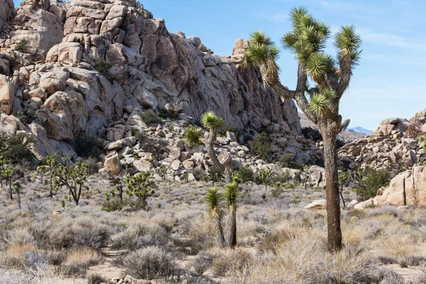 Joshua Trees — Stock Photo, Image