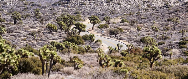 Joshua Trees — Stock Photo, Image